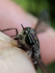 Hybomitra microcephala