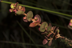 Hypocalymma speciosum