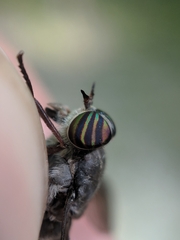 Hybomitra microcephala