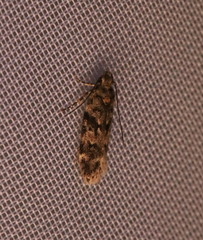 Chionodes formosella
