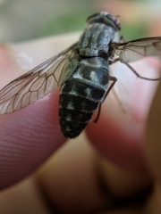 Hybomitra microcephala