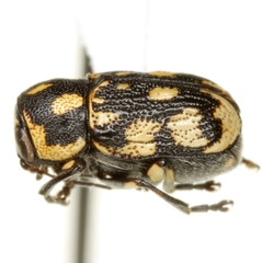 Pachybrachis deceptor