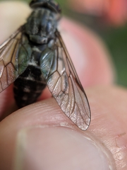 Hybomitra microcephala