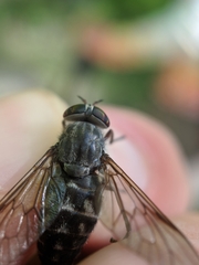 Hybomitra microcephala