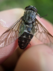 Hybomitra microcephala