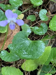 Viola perreniformis