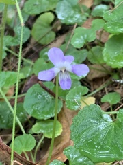 Viola perreniformis