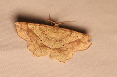 Euchlaena marginaria