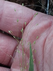 Panicum philadelphicum