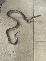 Pituophis catenifer