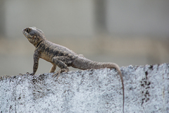 Tropidurus oreadicus