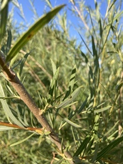 Salix interior