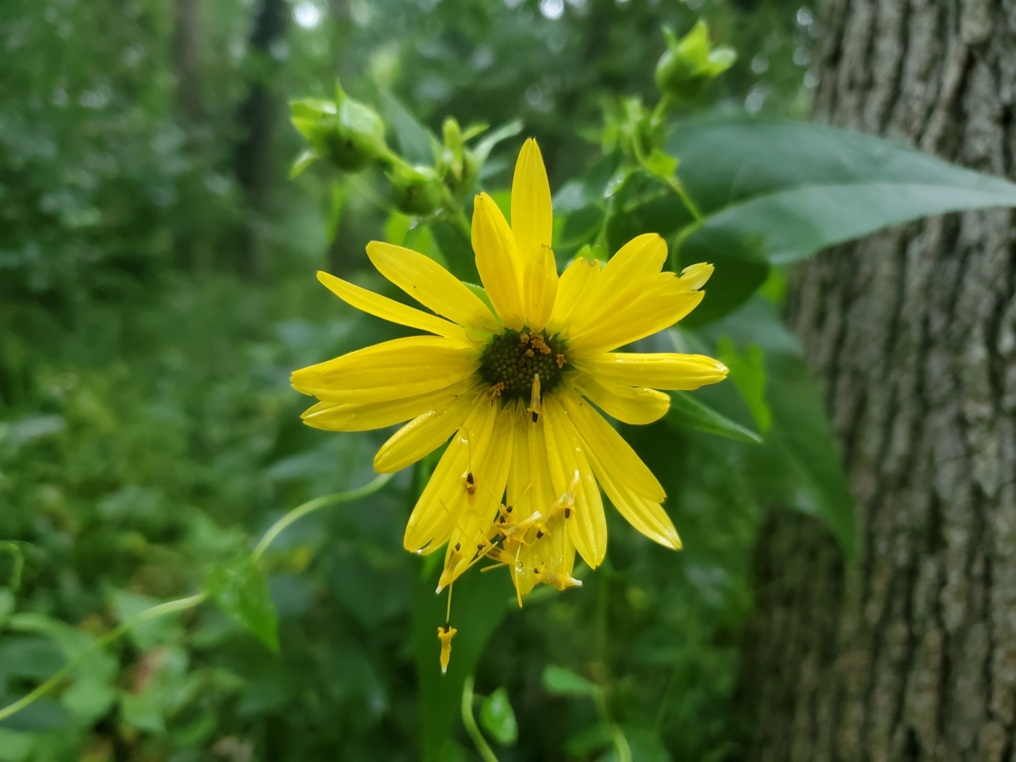 Silphium perfoliatum — photo 2