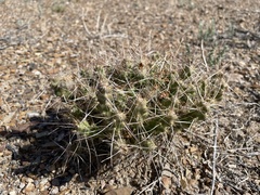 Micropuntia pulchella