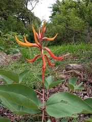 Erythrina leptorhiza
