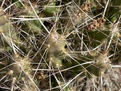 Micropuntia pulchella
