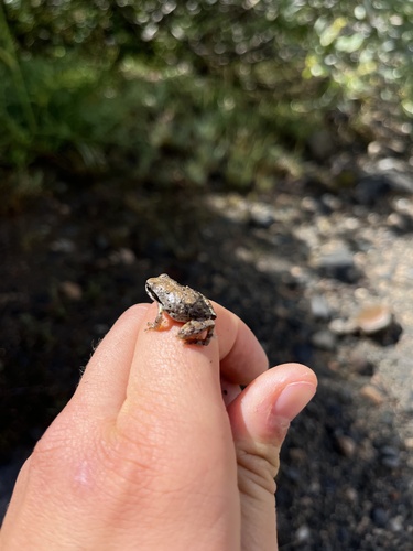 iNaturalist observation photo of Pacific chorus frog