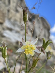 Aquilegia pubescens