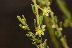 Phyllanthus hirtellus
