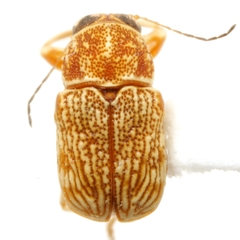 Pachybrachis pectoralis