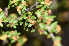 Pseudanthus divaricatissimus