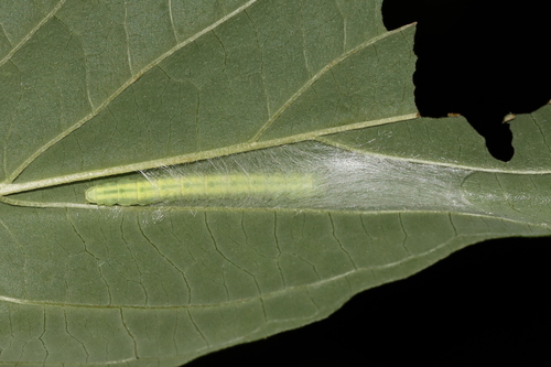Gold-striped Leaftier Moth
