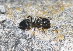 Crematogaster torosa