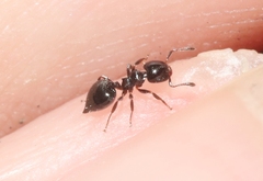 Crematogaster torosa