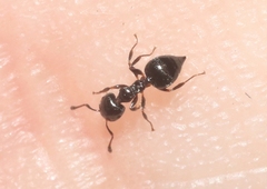 Crematogaster torosa