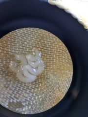 Corambe