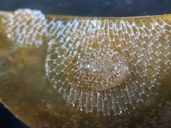 Corambe