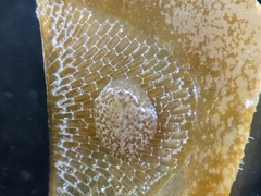 Corambe