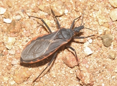 Triatoma rubida