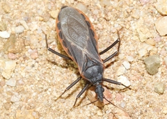 Triatoma rubida