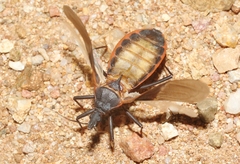 Triatoma rubida