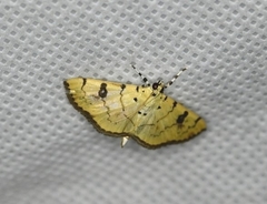 Phaedropsis alitemeralis
