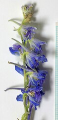 Delphinium depauperatum