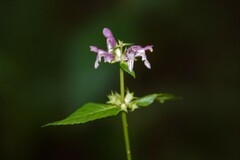 Stachys latidens