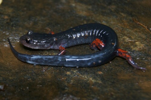 Red-legged Salamander