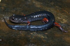 Red-Legged Salamander photo 3