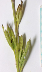 Delphinium depauperatum