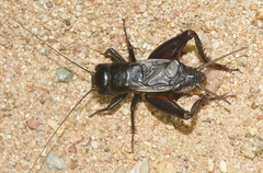 Gryllus lightfooti
