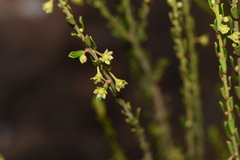 Pseudanthus divaricatissimus