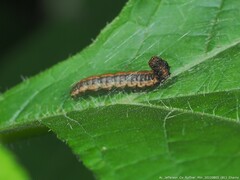 Omphalocera munroei
