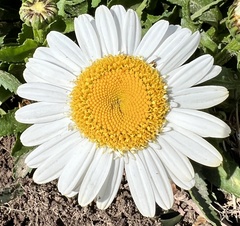 Leucanthemum × superbum