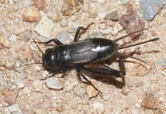 Gryllus lightfooti