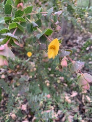 Pultenaea spinosa