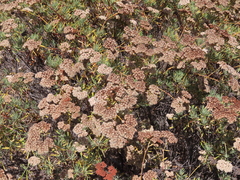 Eriogonum arborescens