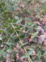 Pultenaea spinosa
