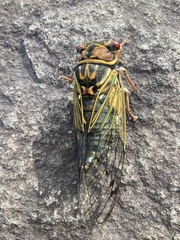 Auritibicen japonicus